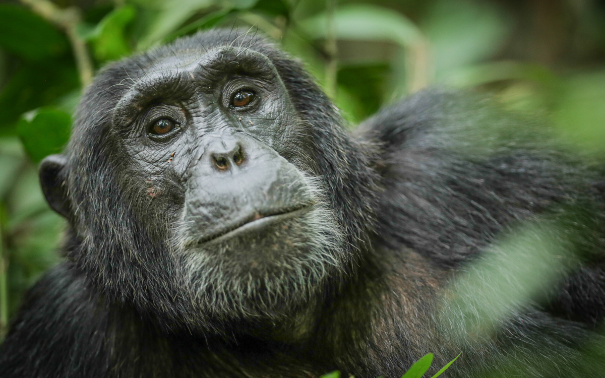 Gorilla spotting in Uganda and Rwanda