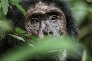 Free Chimpanzee Permit at Kibale and a complimentary night at Kyambura Gorge Lodge