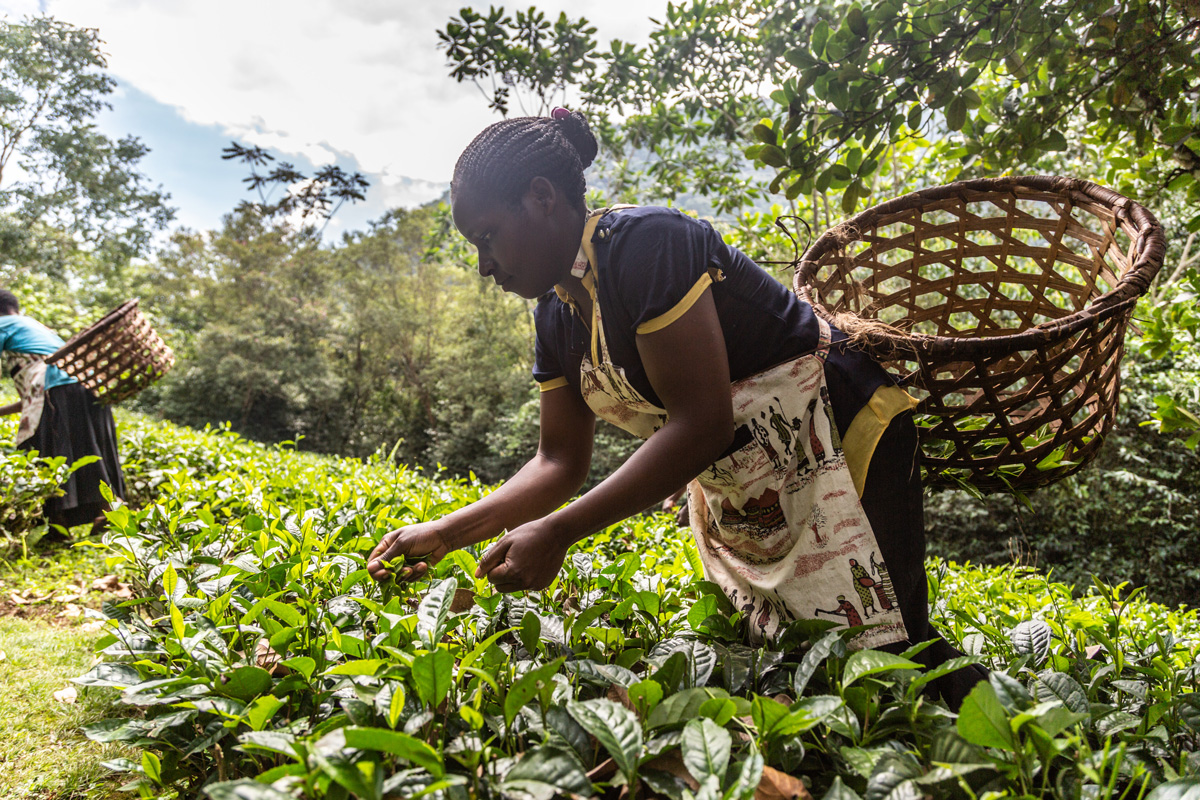 Climbing Over Rocks, Holding on to Vines and Then, at Last, Gorillas