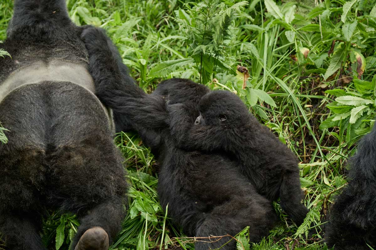 Volcanoes Safaris included in Lonely Planet's Sustainable Escapes Book