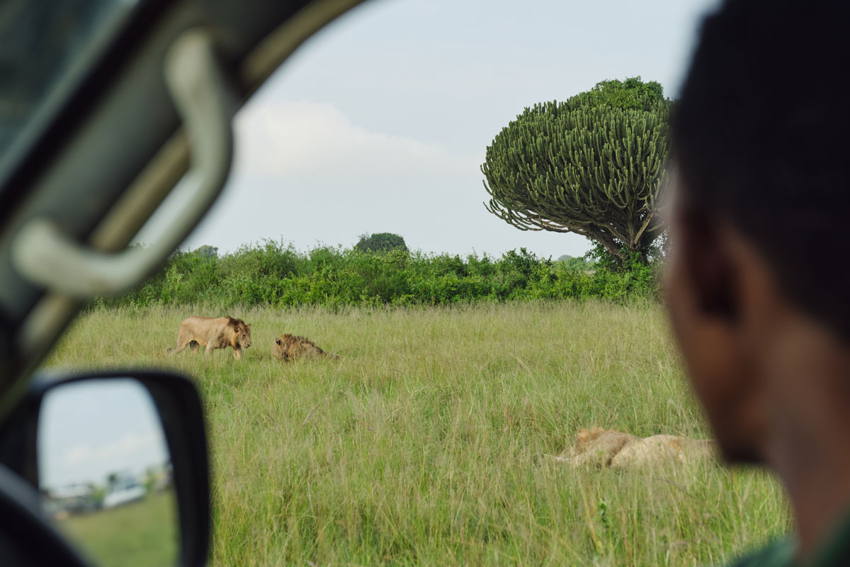 A Special Encounter in Bwindi