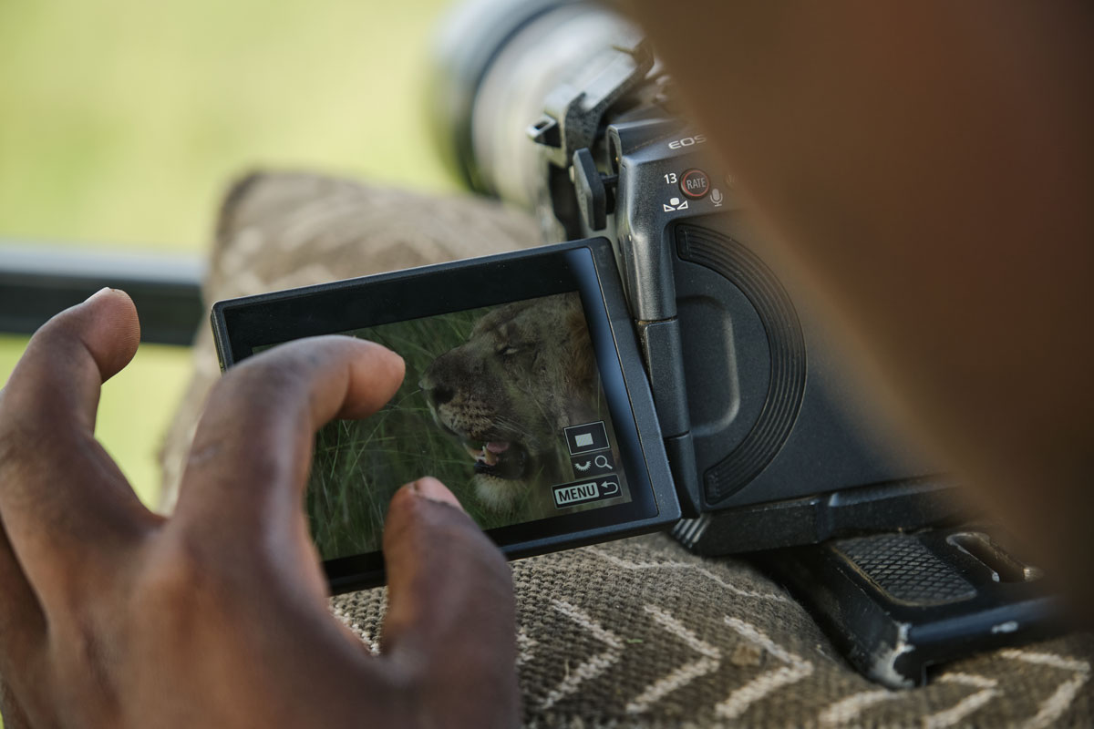 Lion Population Monitoring