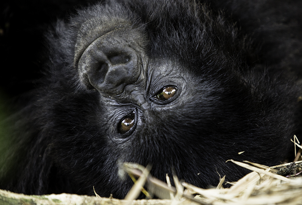 VSPT Announces Support of Critical Survey in the Queen Elizabeth Conservation Area