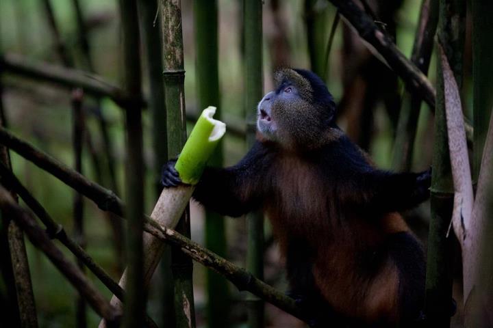 Volcanoes Safaris featured in Travel2Next