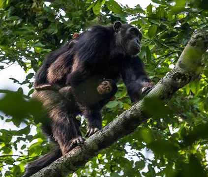 Volcanoes Safaris featured in the Men's Journal