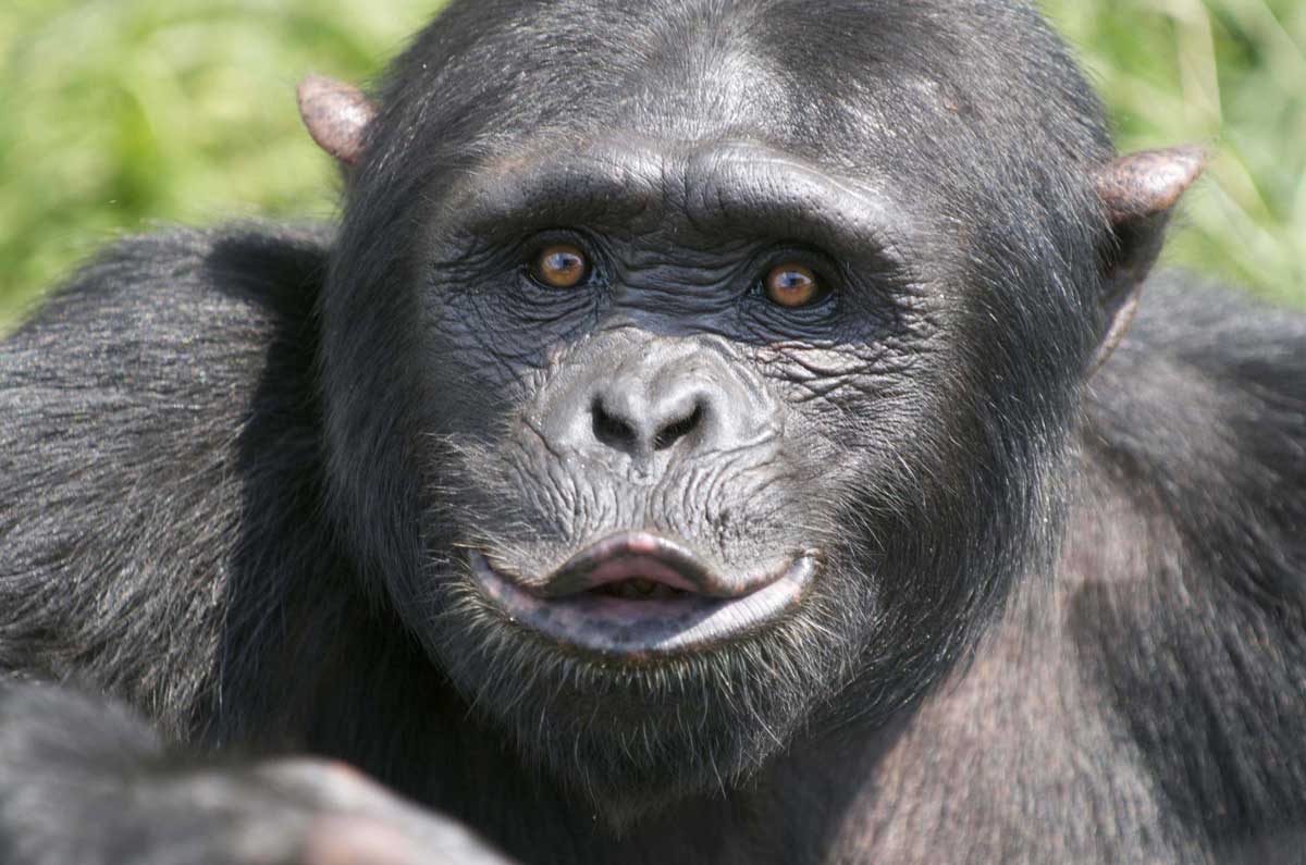 Disneynature releases new film: Chimpanzee