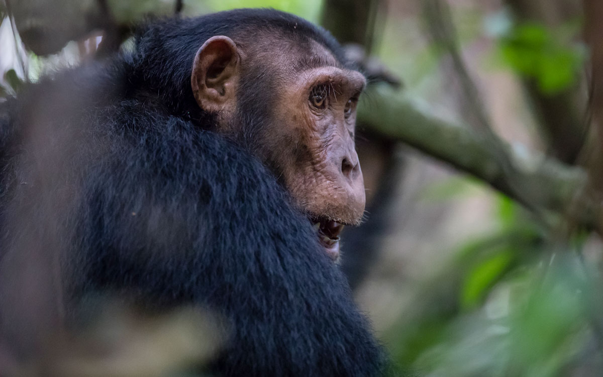 Volcanoes Safaris in The African Exponent