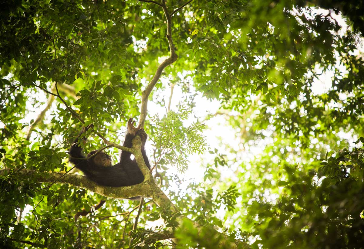 Volcanoes Safaris Featured in The Independent