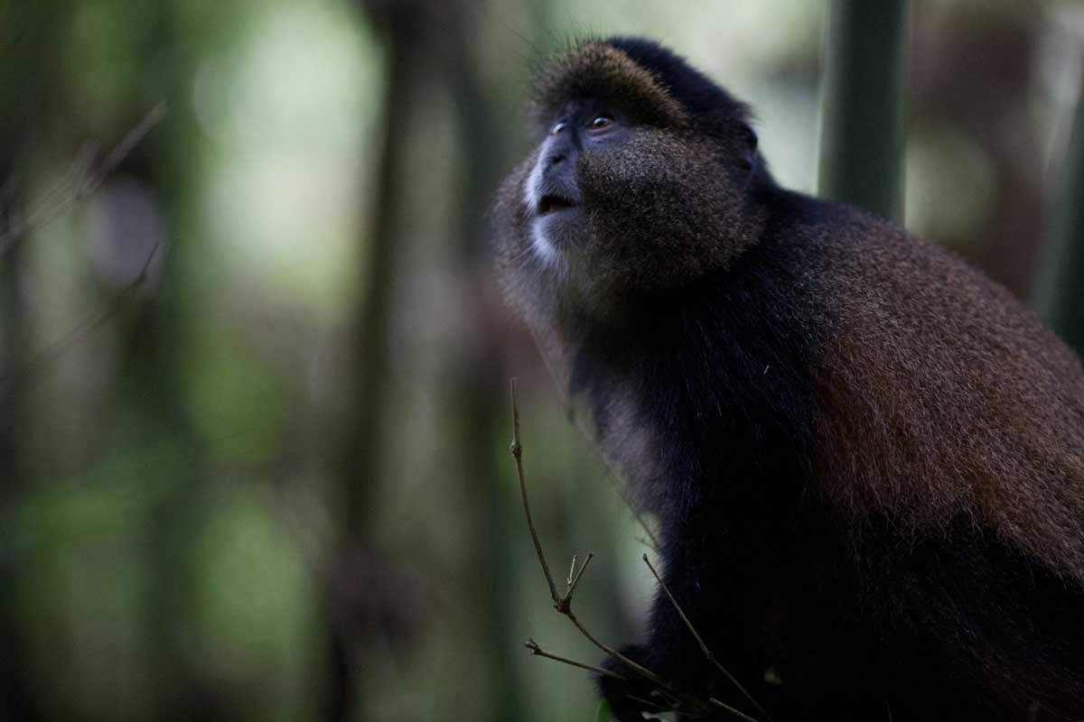 Virunga's Other Endangered Primates