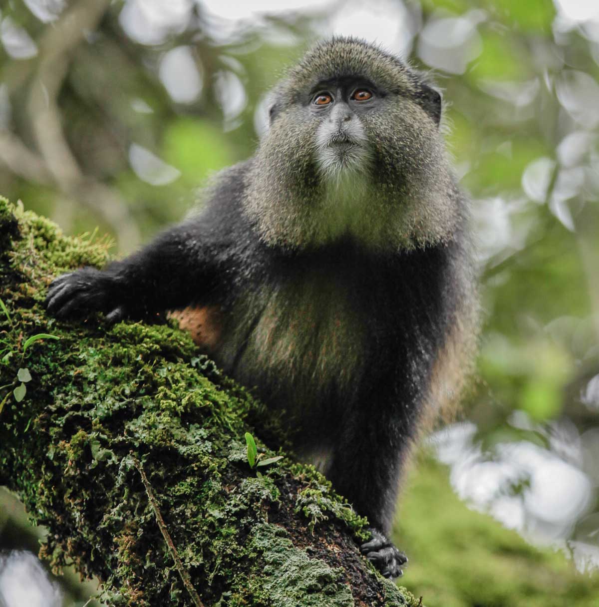 Volcanoes Safaris in Living Luxe