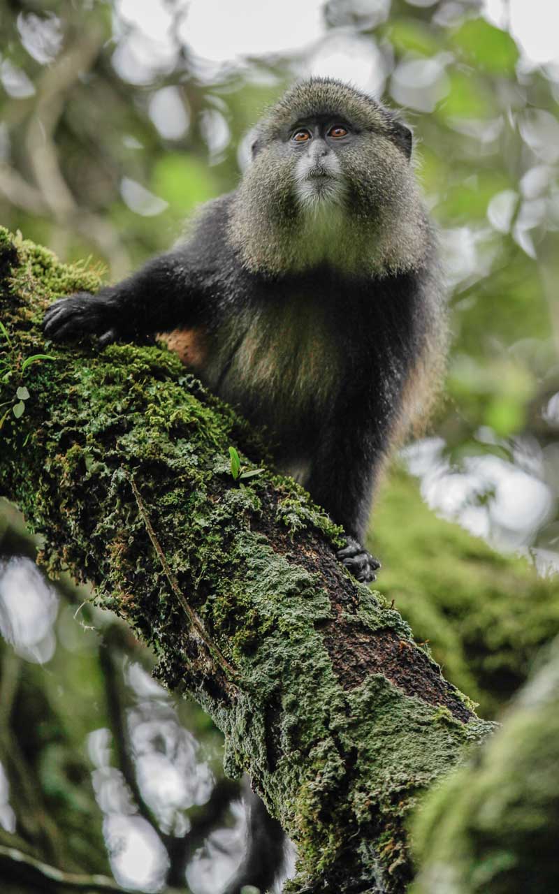 Volcanoes Safaris Featured in The Standard