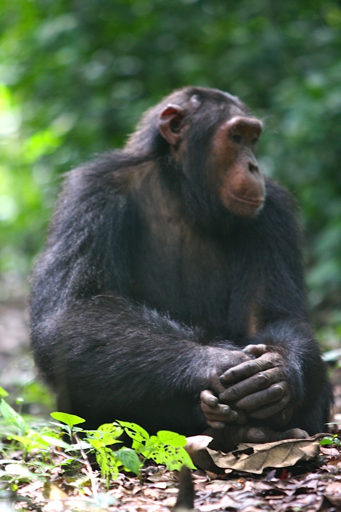 20 Minutes with: Volcanoes Safaris Founder Praveen Moman