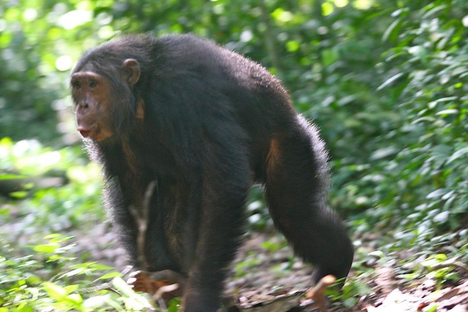 Praveen Moman represents VS at 'Beyond Trophy Hunting' event in London