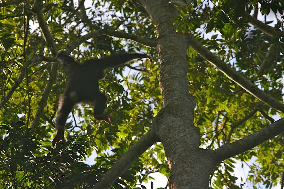 Volcanoes Safaris’ Bwindi Lodge featured in Forbes