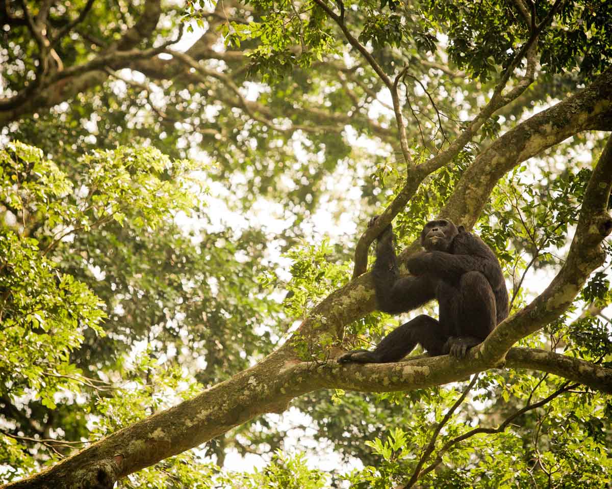 Volcanoes Safaris featured in The Jewish Chronicle