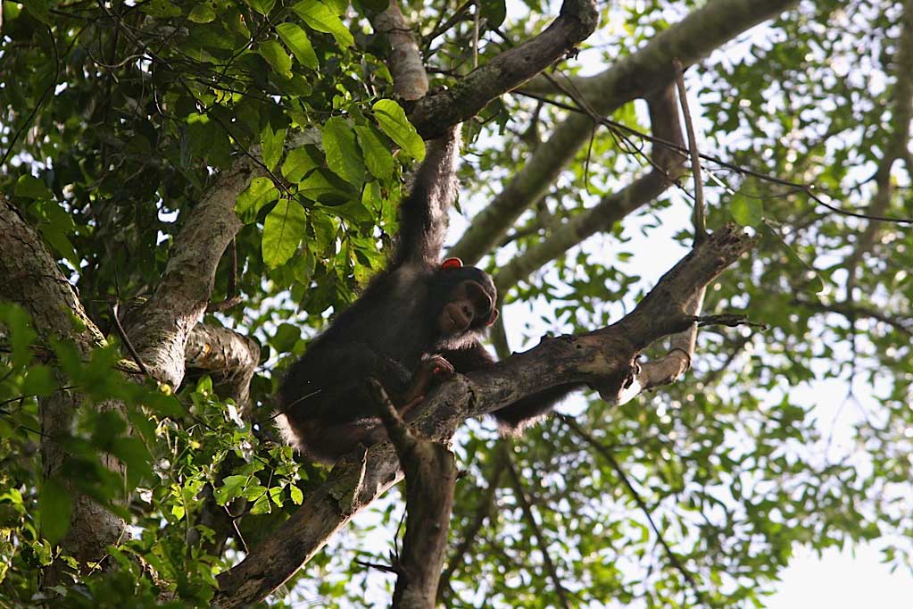 Praveen Moman: Conserving Great Apes and Uplifting Communities
