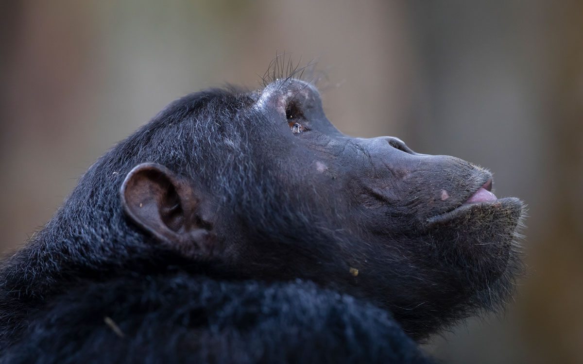 Volcanoes Safaris featured in The Observer