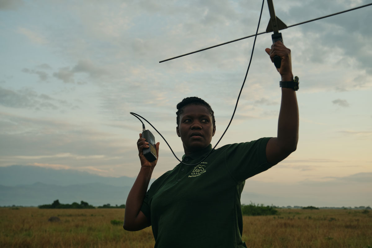 Gorillas, Wildlife, Birds and Much More!