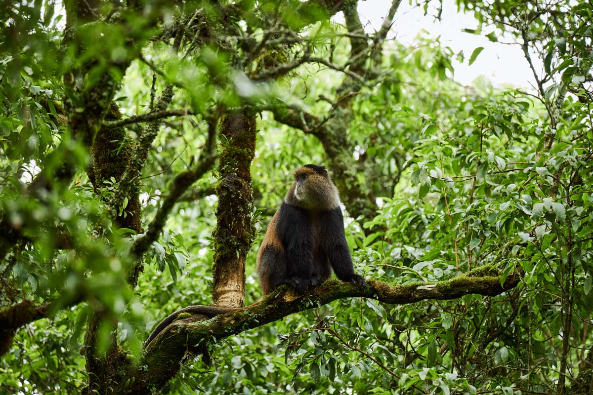 Volcanoes Safaris in Harper's Bazaar