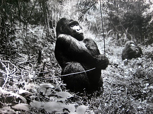 Kibale Lodge Featured in Aspire Magazine