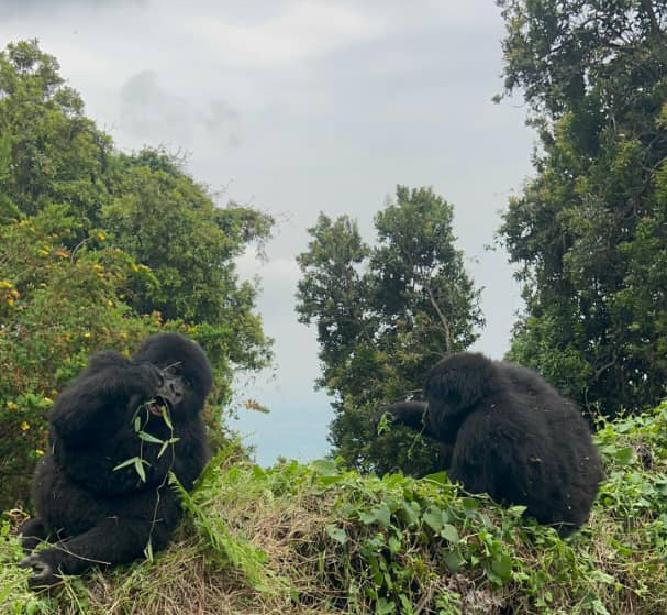 Bwindi Lodge Featured in Global Traveller