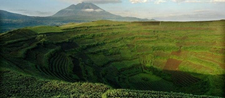 Take a Walk on the Wild Side