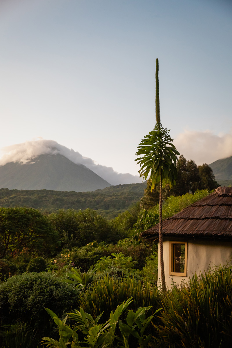 Volcanoes Safaris in Ethiopian Airways' Selamta
