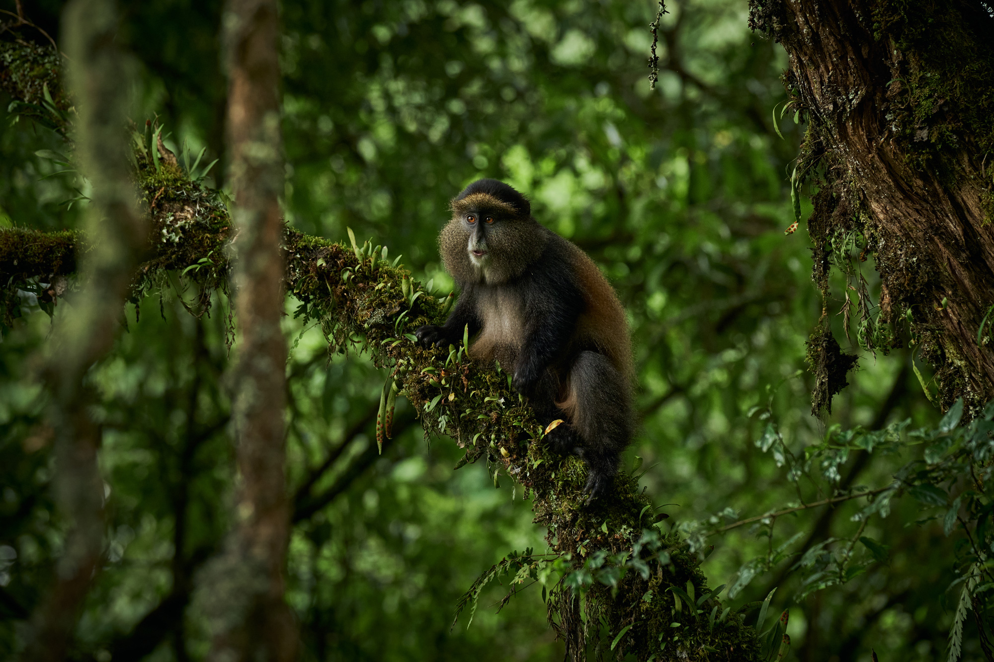Volcanoes Safaris and Virunga Lodge in National Geographic