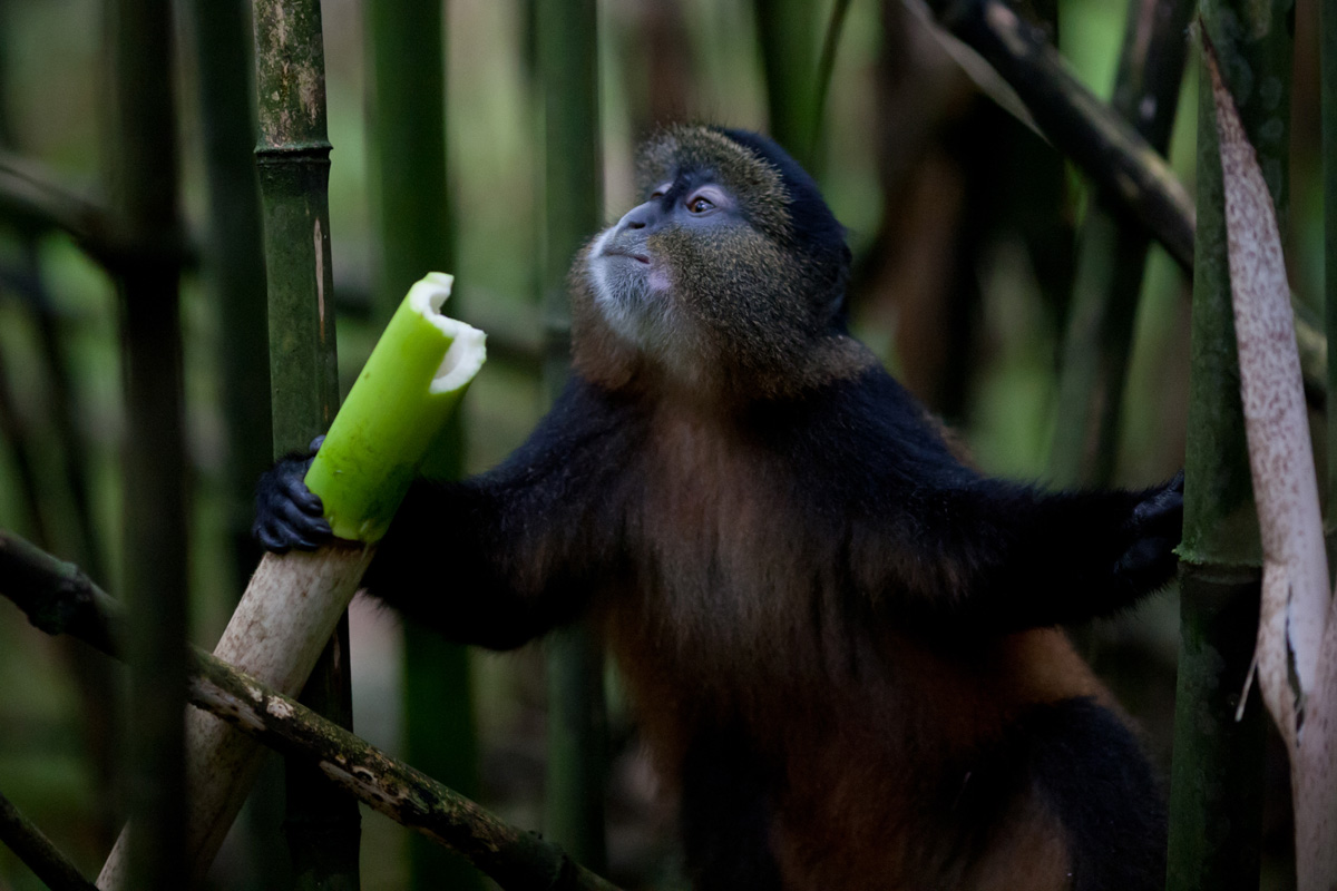 Volcanoes Safaris in Forbes