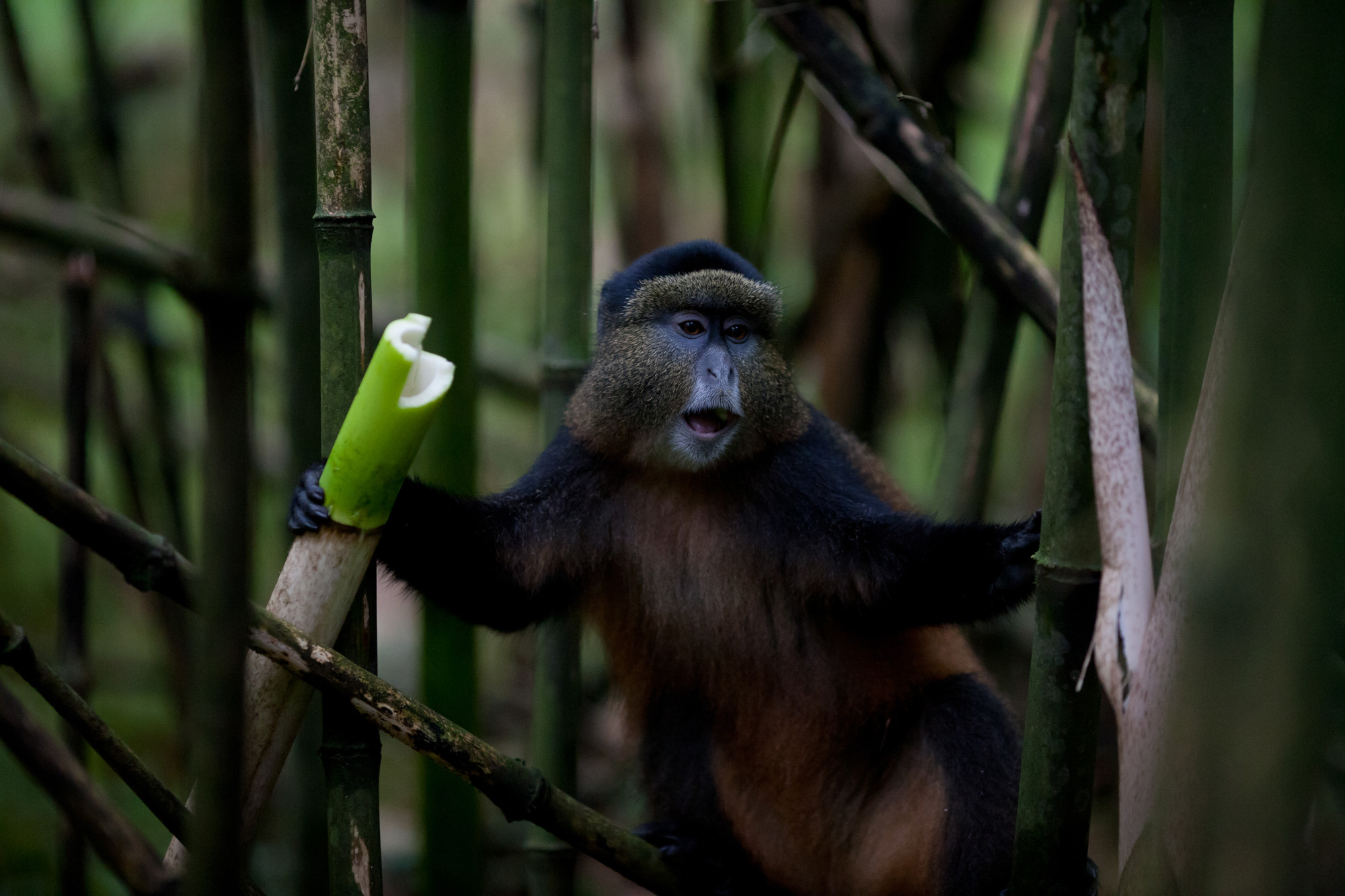 Volcanoes Safaris’ New Chimpanzee Safari in Uganda is featured in AFAR!