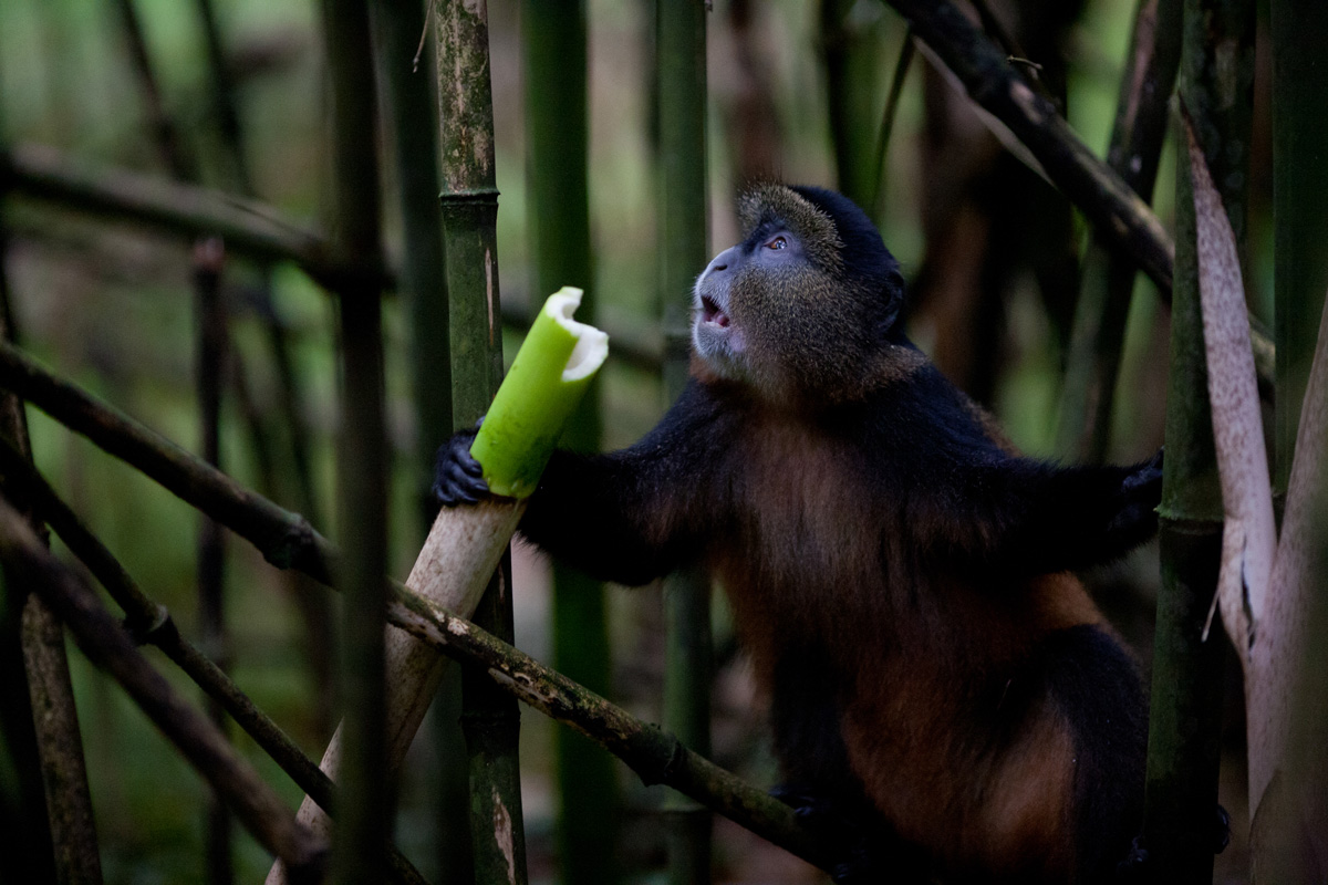 Kyambura Lion Monitoring Project and Bosco Atukwatse in Nature Online