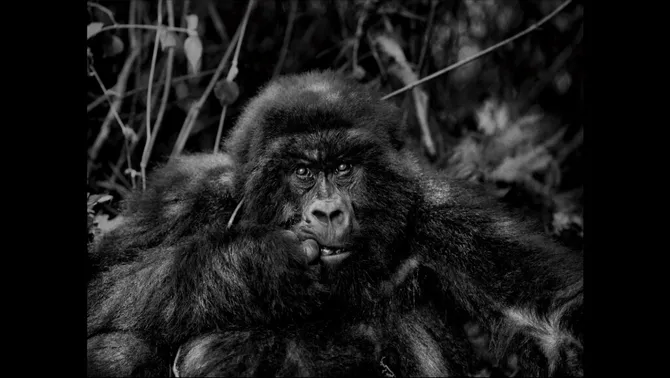 Volcanoes Safaris and Kyambura Gorge Lodge in Forbes