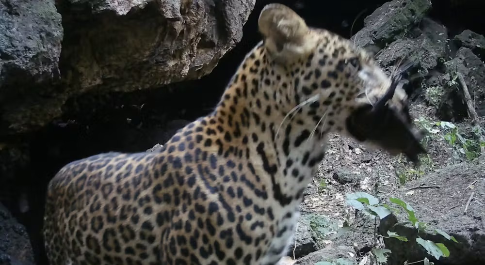 Volcanoes End of Year Celebration.