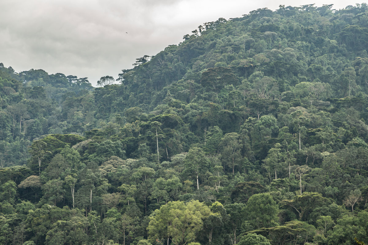 Kasiisi Project Farm Has Piglets!