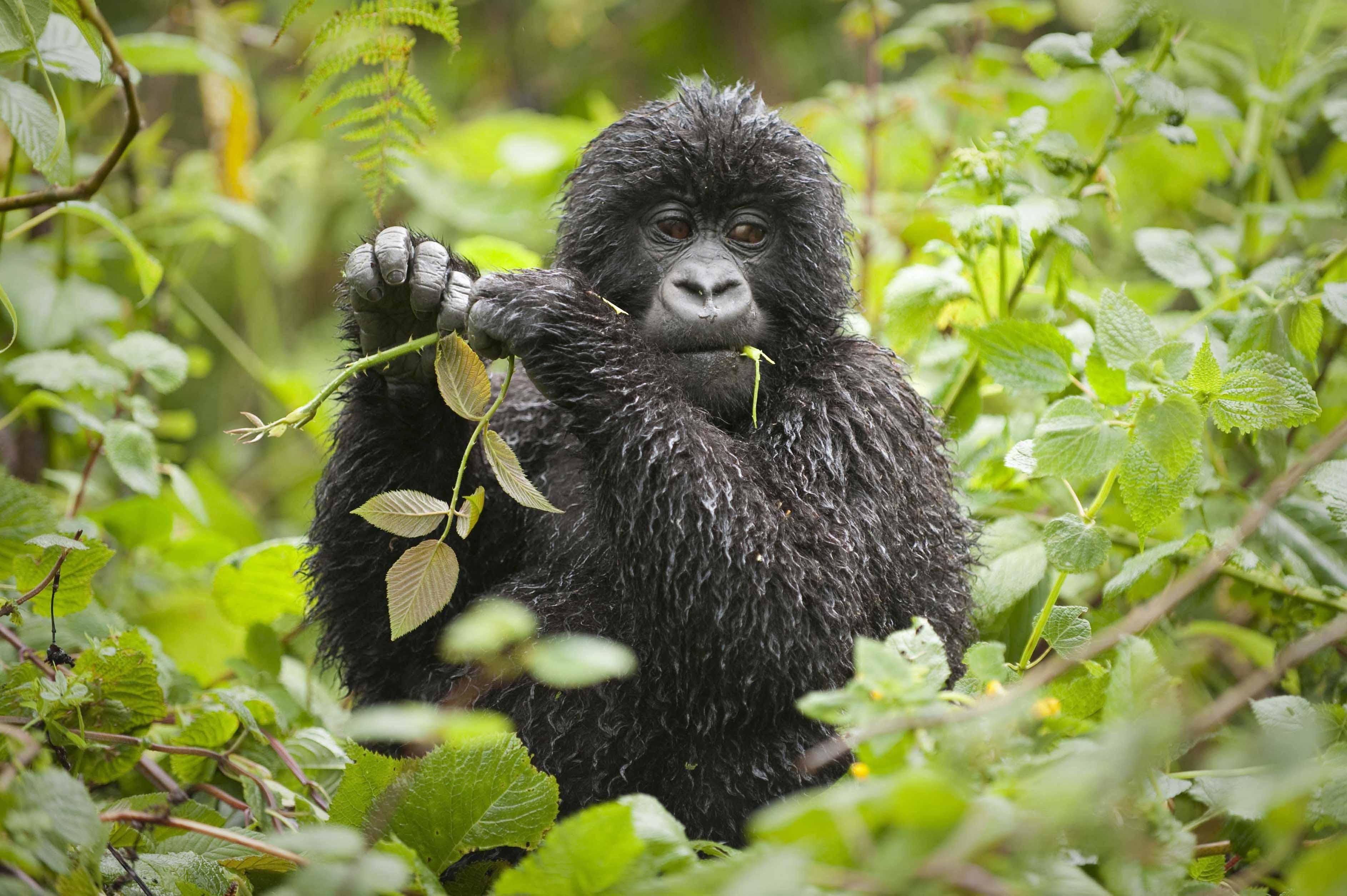 16 Virunga Gorilla
