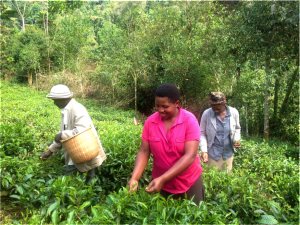 The community people picking tea.