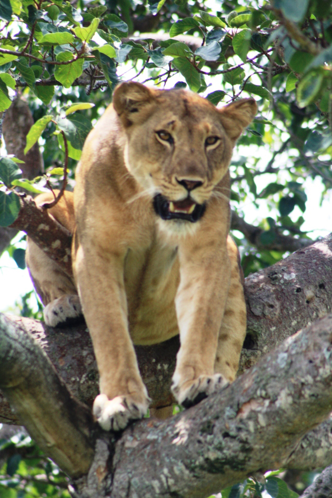 Tree climbing lion.