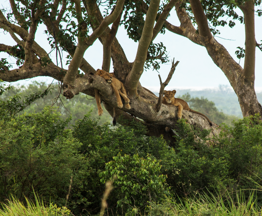 Tree Climbing Lions.