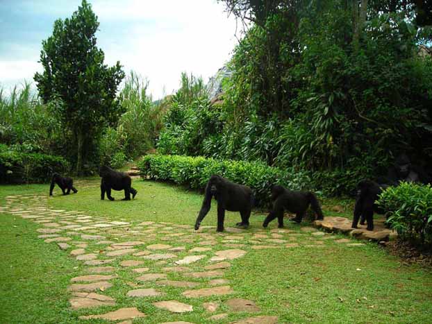 Mountain Gorillas visit Bwindi Lodge