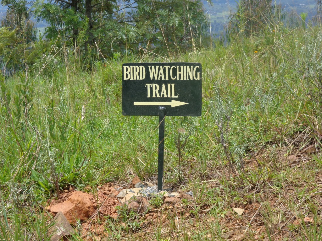 VL-Bird trail-DM