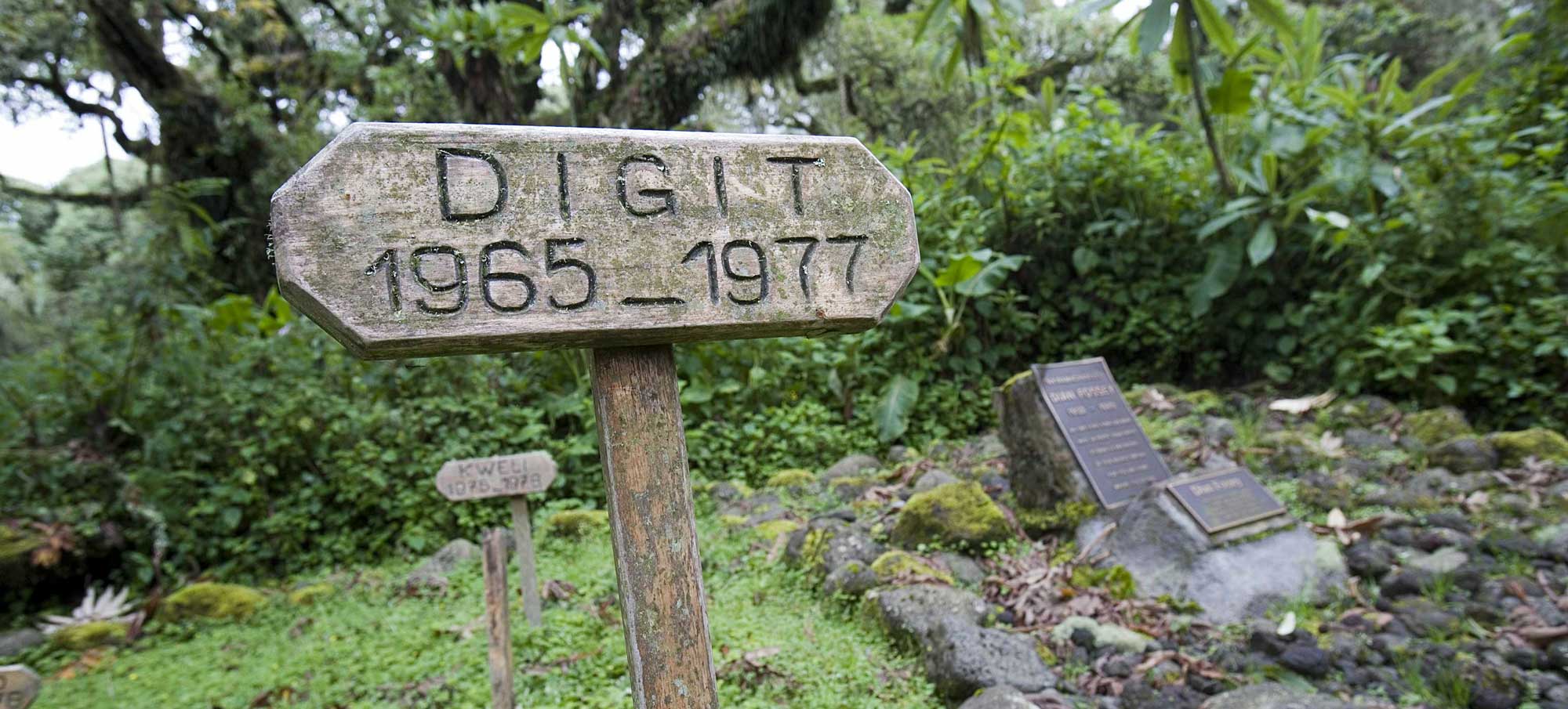 Dian Fossey is buried next to the grave of her favourite gorilla Digit