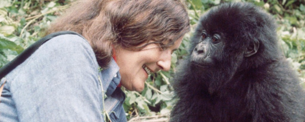 Dian Fossey and gorilla. PHOTO Ian Redmond