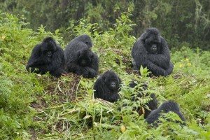 Mountain Gorilla family in rain