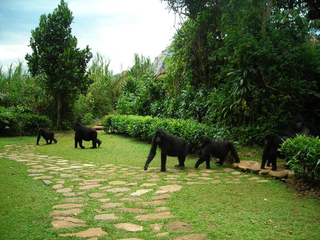 11-bwindi-gorillas-at-lodge