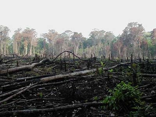 deforestation-in-rainforest-via-congo-basin-preservation-initiative