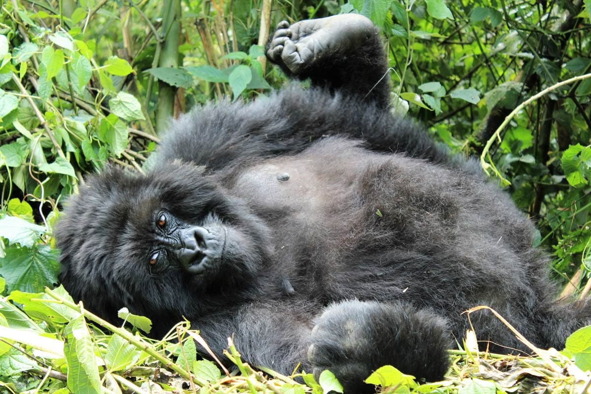 Destinations Rwandan Lodge to Open Dian Fossey Map Room