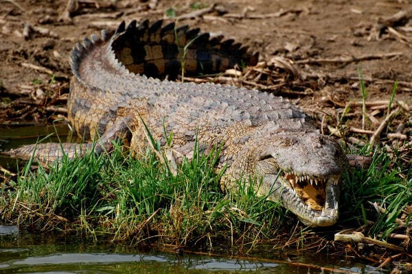 Crocodile