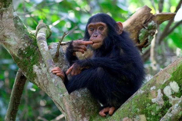 Kyambura Chimpanzee Baby