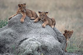 Kyambura Lion Cubs Volcanoes Safaris