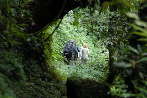 Virunga Gorilla Trekking